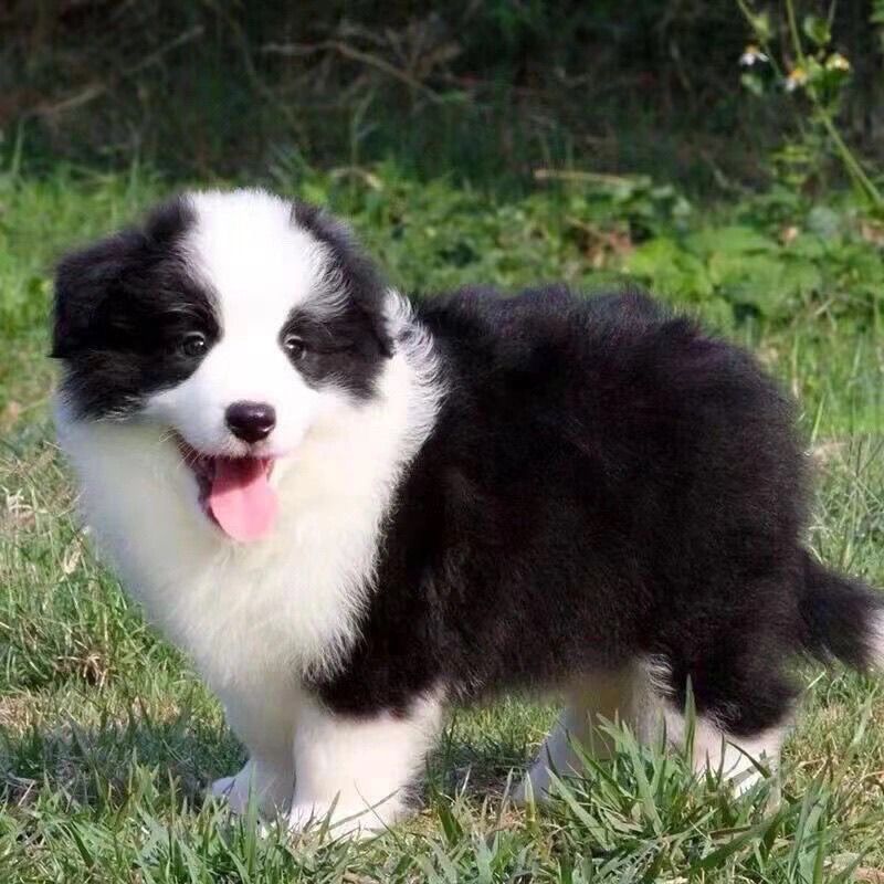 黑白边牧幼犬边牧金边陨石边牧棕色边牧边境牧羊犬可爱